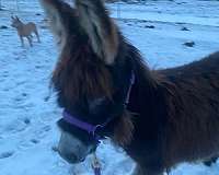 behaved-donkey