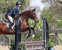 all-around-warmblood-horse