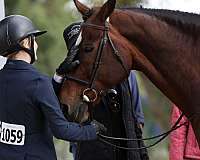 beginner-warmblood-horse