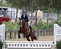 cross-warmblood-horse