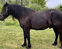 draft-x-draft-percheron-horse