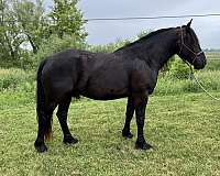 ranch-horse-draft-percheron
