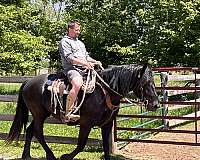 pick-up-horse-draft-percheron