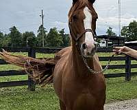 sport-prospect-dutch-warmblood-horse