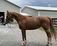 driving-horse-dutch-warmblood