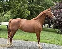 elegant-dutch-warmblood-horse