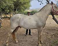 palomino-perlino-palomino-stallion