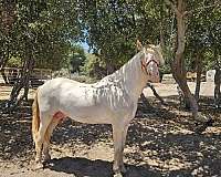 palomino-perlino-stallion-horse