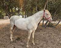 palomino-perlino-stallion-for-sale