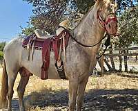 palomino-perlino-stallion