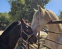 palomino-perlino-horse-for-sale