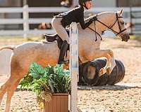 palomino-lots-of-chrome-pony