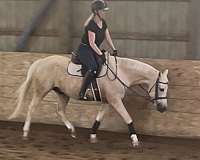 gorgeous-welsh-pony