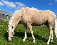 hacks-welsh-pony