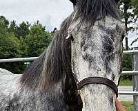 grey-gelding-for-sale
