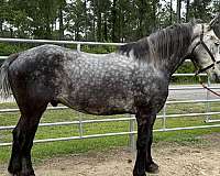 grey-percheron-gelding