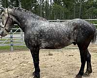 companion-trail-percheron-horse