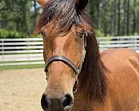 14-hand-draft-gelding