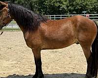 bay-gelding-for-sale