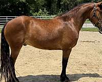 bay-draft-gelding