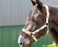 athletic-paint-horse