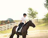 endurance-paint-horse