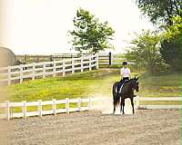 experienced-paint-horse