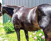 flashy-paint-horse