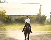 husband-safe-paint-horse