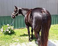 parade-paint-horse