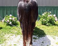 performance-paint-horse