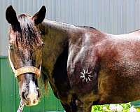 playday-paint-horse
