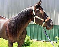 ranch-versatility-paint-horse