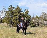 ranch-work-paint-horse