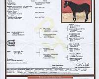ranch-paint-horse