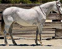 athletic-quarter-horse