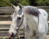 beginner-quarter-horse