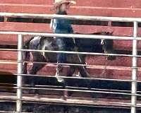 miniature-pony