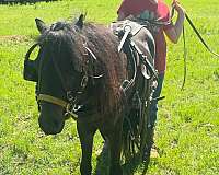 breeding-pony