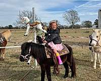 companion-pony