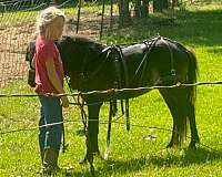 driving-pony