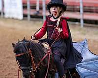 black-pony-gelding-stallion
