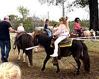 black-breeding-pony