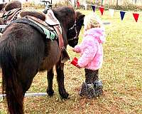 stallion-pony