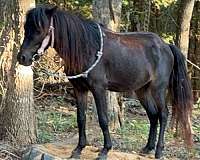 miniature-pony-for-sale