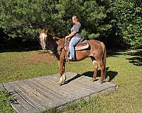 appaloosa-horse
