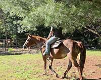 mare-appaloosa-horse