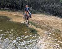 quiet-appaloosa-horse
