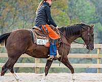 all-around-quarter-horse
