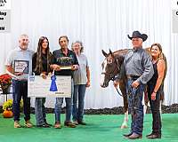 double-registered-quarter-horse